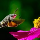 Taubenschwänzchen - Macroglossum stellatarum