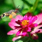 Taubenschwänzchen, (Macroglossum stellatarum), Hummingbird hawk-moth, Esfinge colibrí