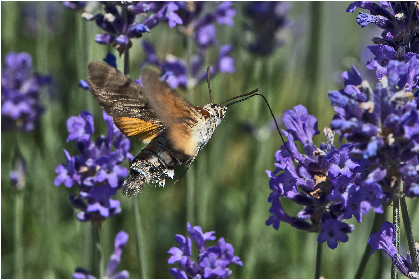 Taubenschwänzchen (Macroglossum stellatarum) ist aus vielen Gründen . . .