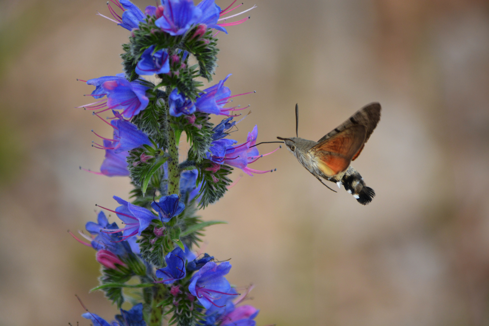 Taubenschwänzchen, Macroglossum stellatarum, Kolibri Schmetterling