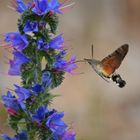 Taubenschwänzchen, Macroglossum stellatarum, Kolibri Schmetterling