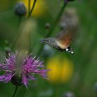 Taubenschwänzchen (Macroglossum stellatarum L.)