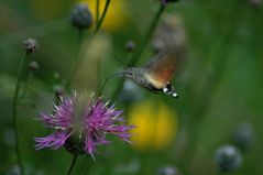 Taubenschwänzchen (Macroglossum stellatarum L.)