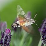 Taubenschwänzchen (Macroglossum stellatarum). - Le Moro-Sphinx goutte une fleur de lavande!