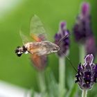 Taubenschwänzchen (Macroglossum stellatarum). -  Le Moro-Sphinx goutte une fleur de lavande!