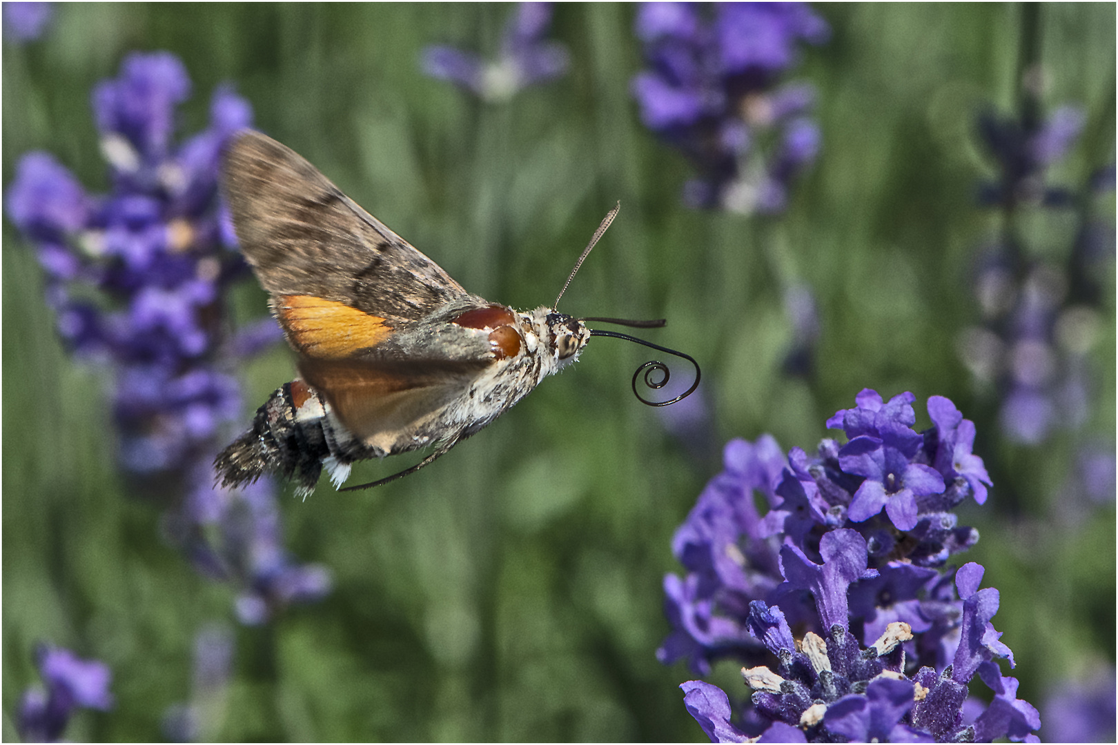 Taubenschwänzchen (Macroglossum stellatarum) liebt . . .