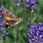 Taubenschwänzchen (Macroglossum stellatarum) liebt . . .