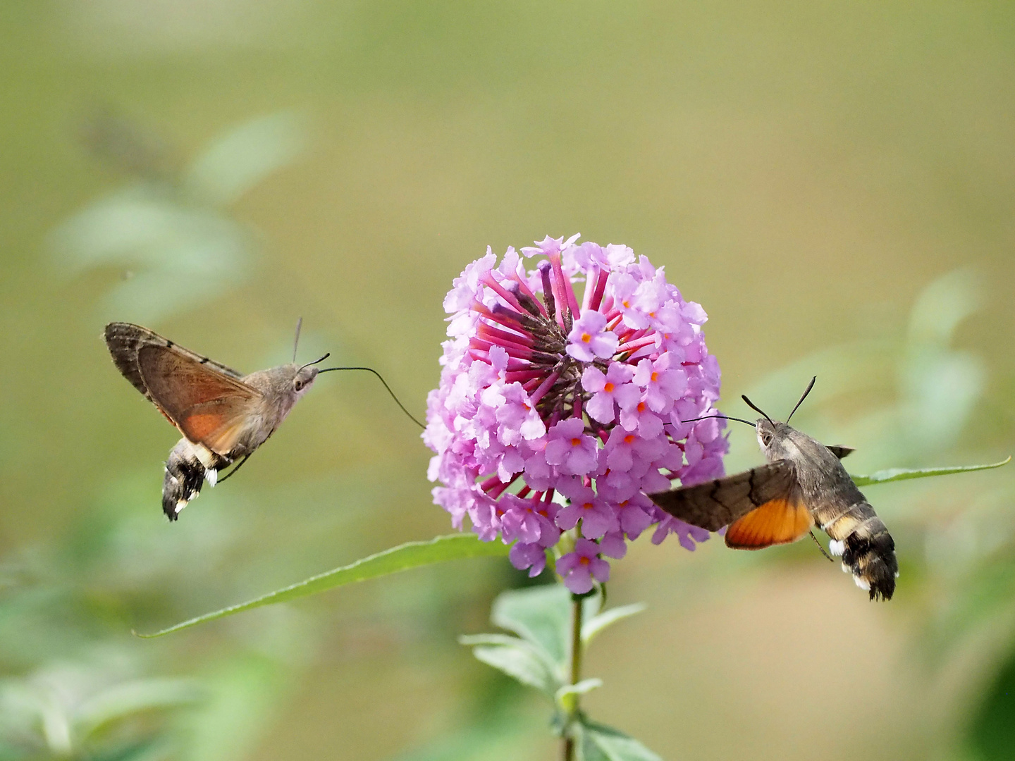 Taubenschwänzchen (Macroglossum stellatarum) x zwei