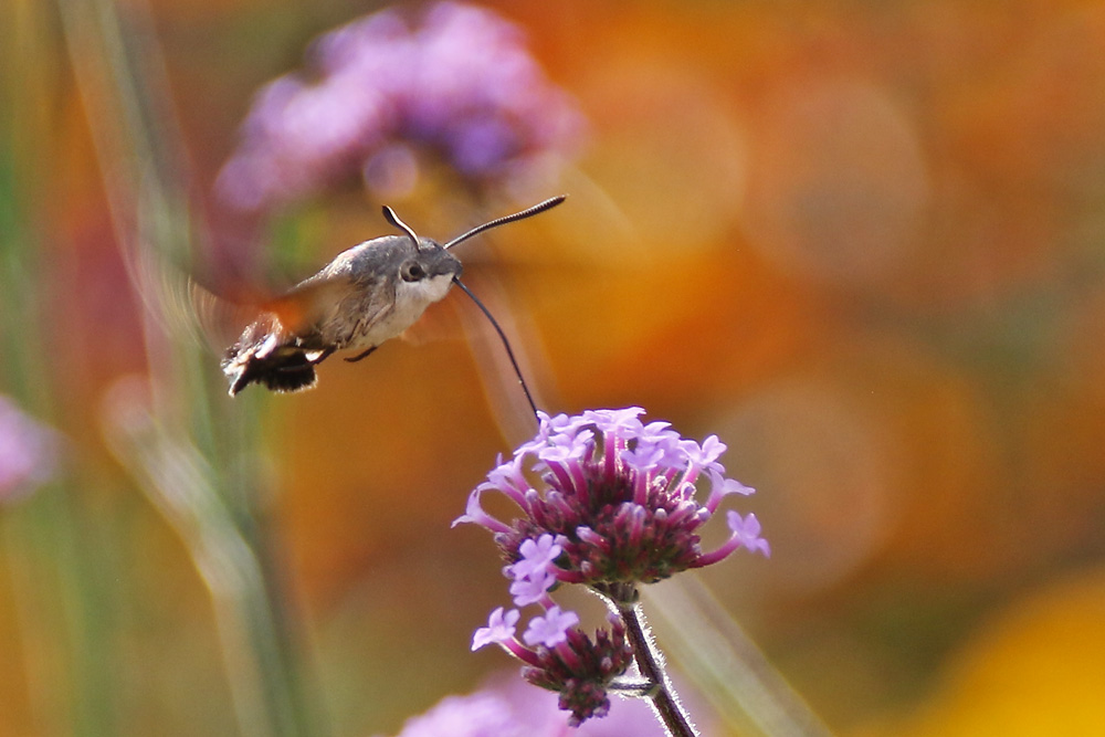 Taubenschwänzchen mit Sommerfarben