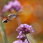 Taubenschwänzchen mit Sommerfarben