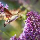 Taubenschwänzchen nascht an Flieder