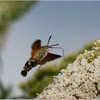 Taubenschwänzchen (ND) Bretange 2006