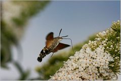 Taubenschwänzchen (ND) Bretange 2006