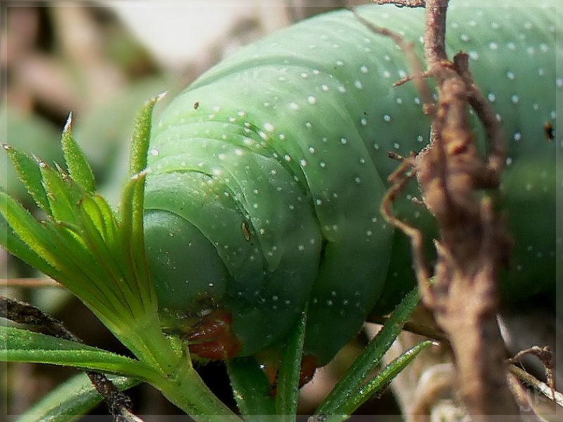 taubenschwänzchen raupe (2)