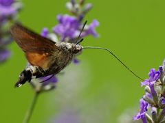 Taubenschwänzchen Saugrüssel in voller Länge