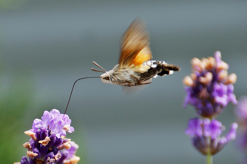 Taubenschwänzchen schwirrend am Lavendel