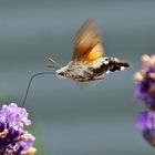 Taubenschwänzchen schwirrend am Lavendel