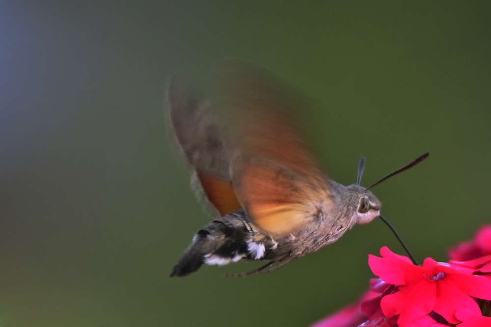 Taubenschwänzchen schwirrend an der Blüte