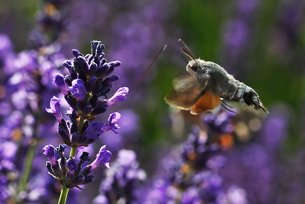 Taubenschwänzchen schwirrend an der Lavendelblüte