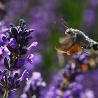 Taubenschwänzchen schwirrend an der Lavendelblüte