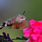 Taubenschwänzchen schwirrend an einer Blüte