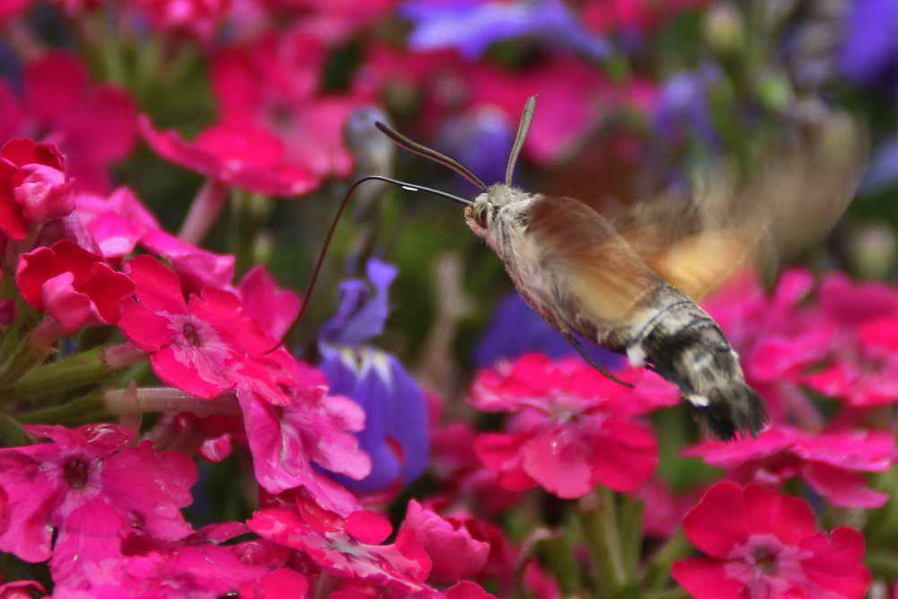 Taubenschwänzchen über den Blüten