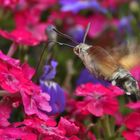 Taubenschwänzchen über den Blüten