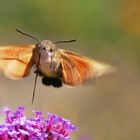 Taubenschwänzchen über der Blüte schwebend