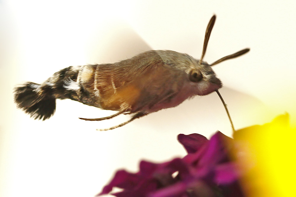 Taubenschwänzchen über der Blüte schwirrend