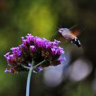 Taubenschwänzchen über der Blüte stehend