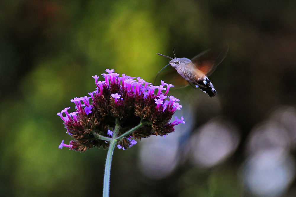 Taubenschwänzchen über der Blüte stehend