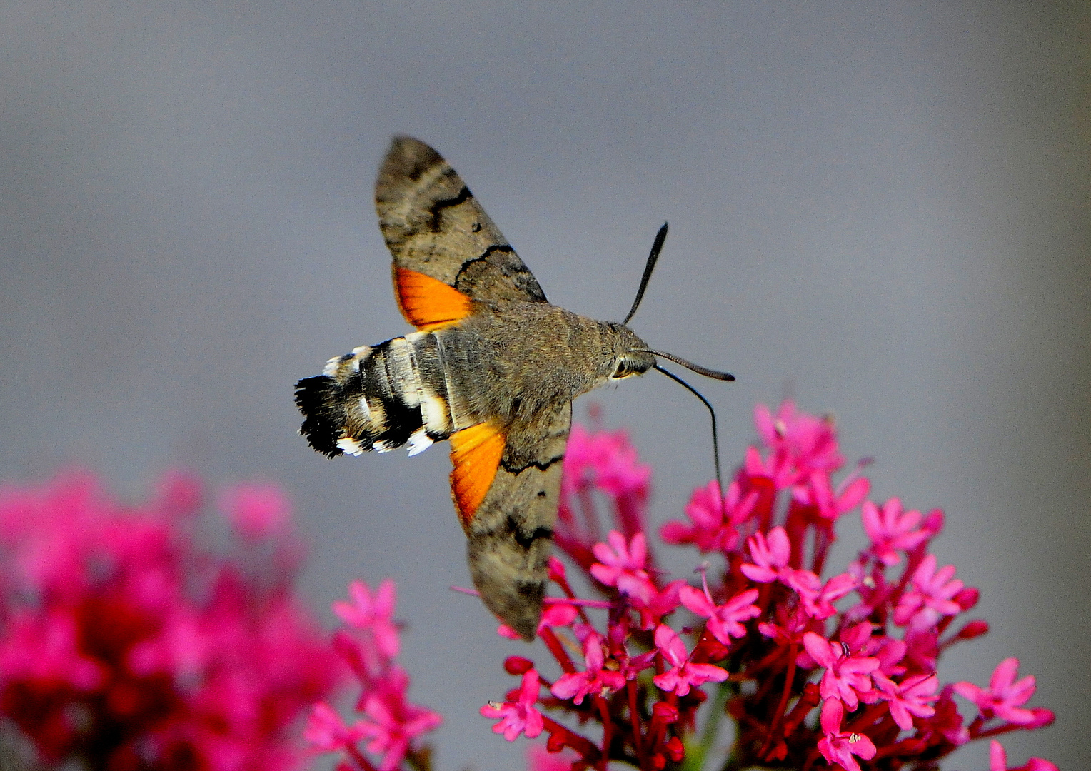 Taubenschwänzchen über roter Spornblume