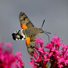 Taubenschwänzchen über roter Spornblume