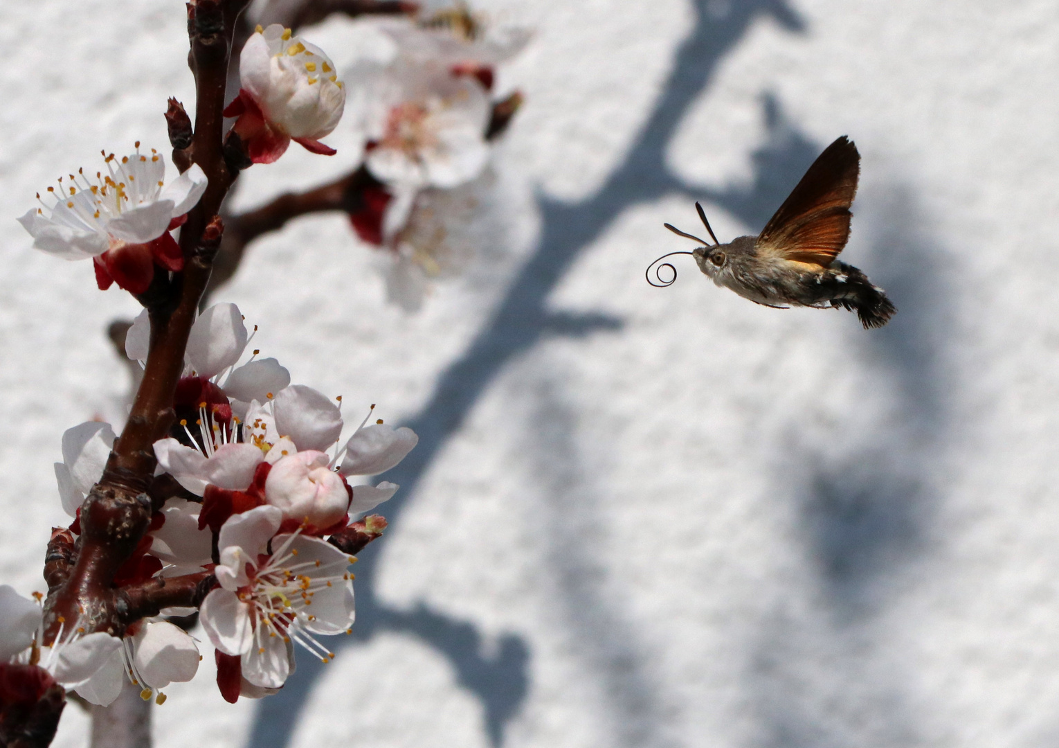 Taubenschwänzchen und Aprikosenblüten