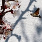 Taubenschwänzchen und Aprikosenblüten