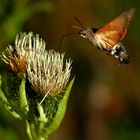 Taubenschwänzchen und Distel