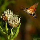 Taubenschwänzchen und Kratzdistel