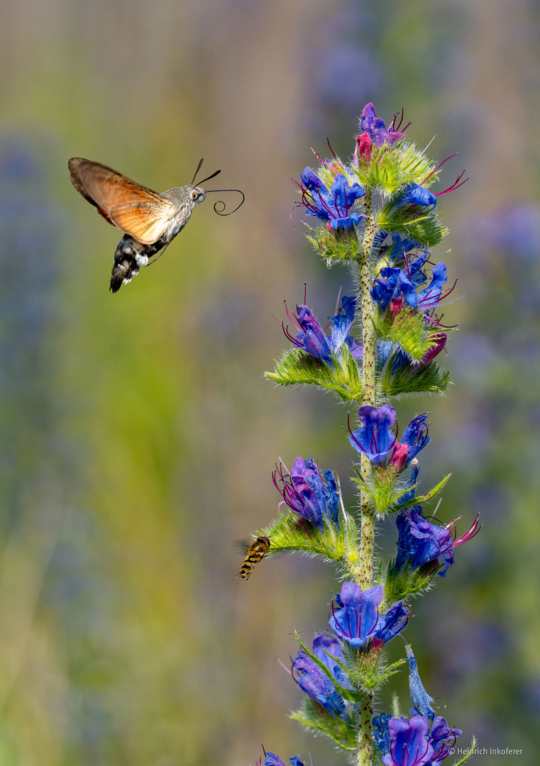 Taubenschwänzchen und Schwebfliege am Natternkopf