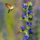 Taubenschwänzchen und Schwebfliege am Natternkopf