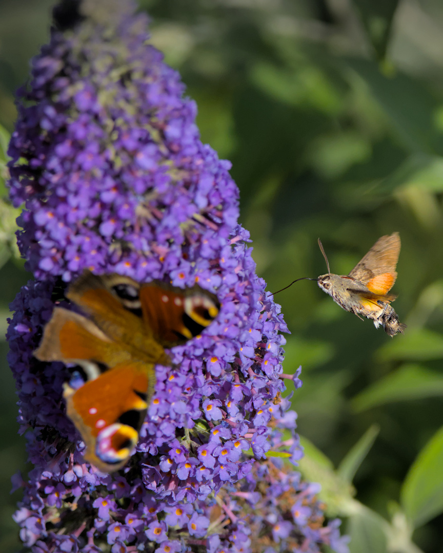 Taubenschwänzchen und Tagpfauenauge genießen den Sommerflieder