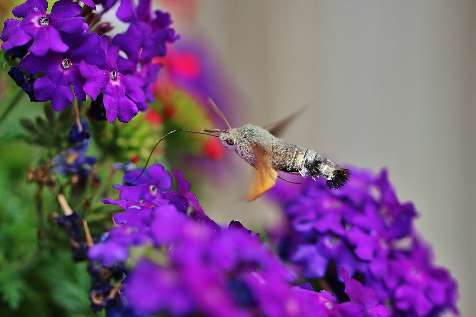 Taubenschwänzchen verhält sich wie ein Kolibri