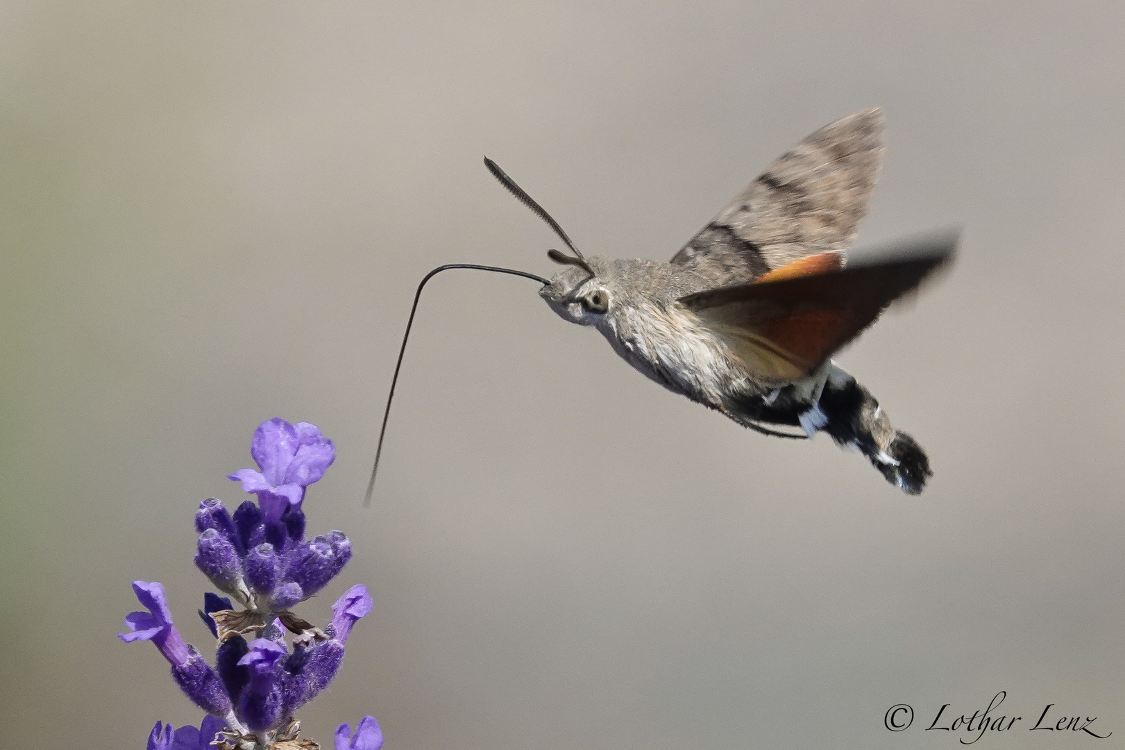 Taubenschwänzchen vor Lavendelblüte