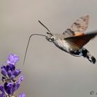 Taubenschwänzchen vor Lavendelblüte