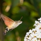 Taubenschwänzchen zu Besuch