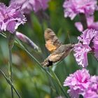 Taubenschwänzchen zu Besuch bei den Bartnelken