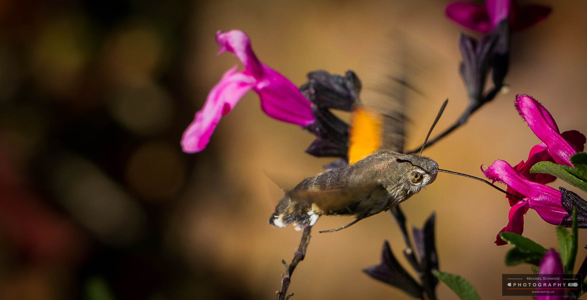 Taubenschwänzchen_Macroglossum stellatarum