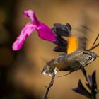 Taubenschwänzchen_Macroglossum stellatarum