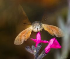 Taubenschwänzchen_Macroglossum stellatarum