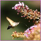 Taubenschwänzen beim Speisen am Sommerflieder