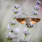 Taubenschwanz im Flug